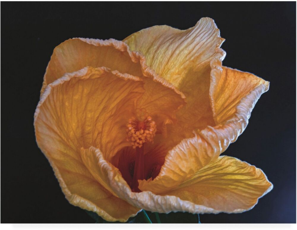 Trademark Global Kurt Shaffer Photographs Heavenly Hibiscus Canvas Art - 36.5