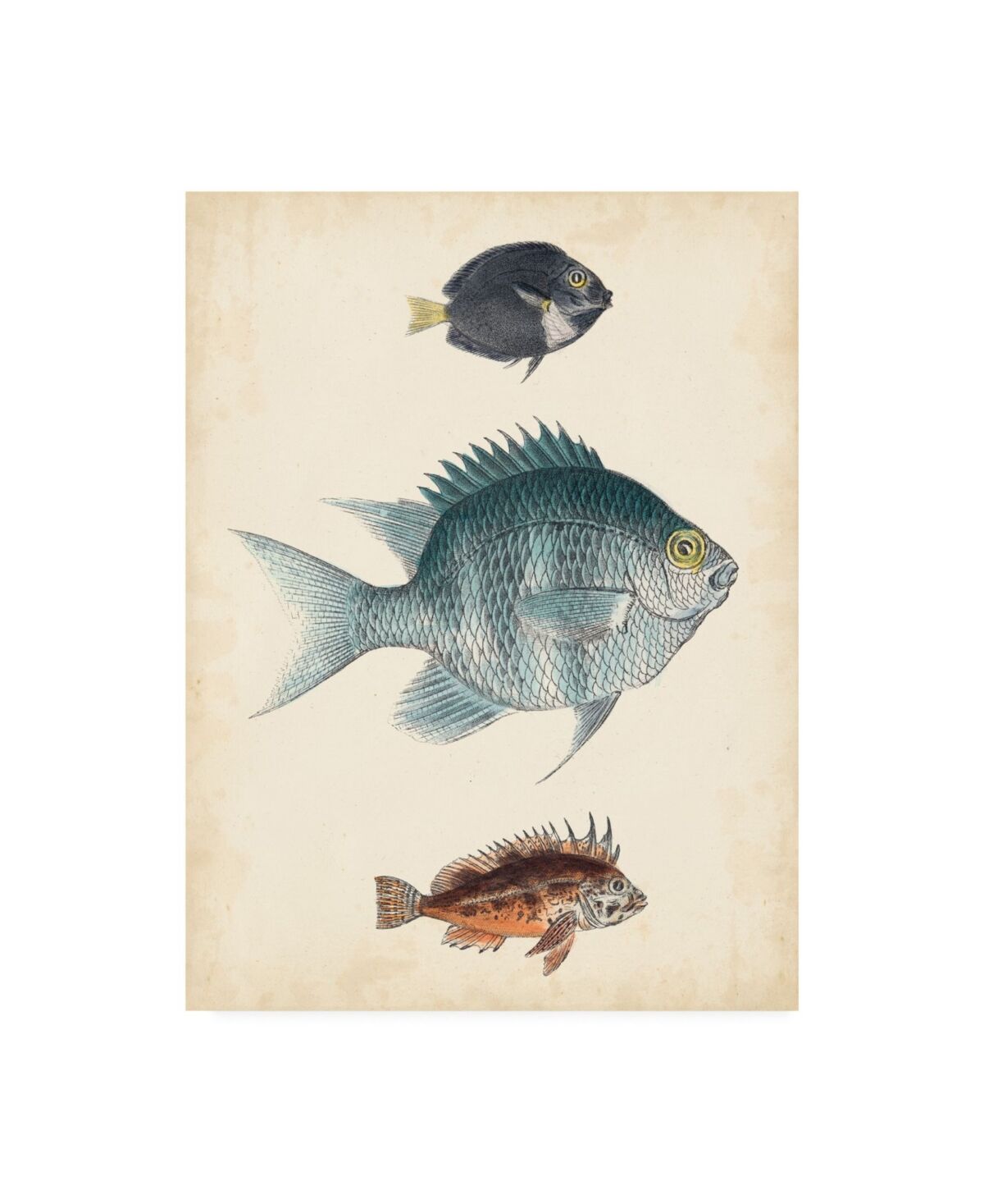 Trademark Global Unknown Antique Fish Species Iii Canvas Art - 37