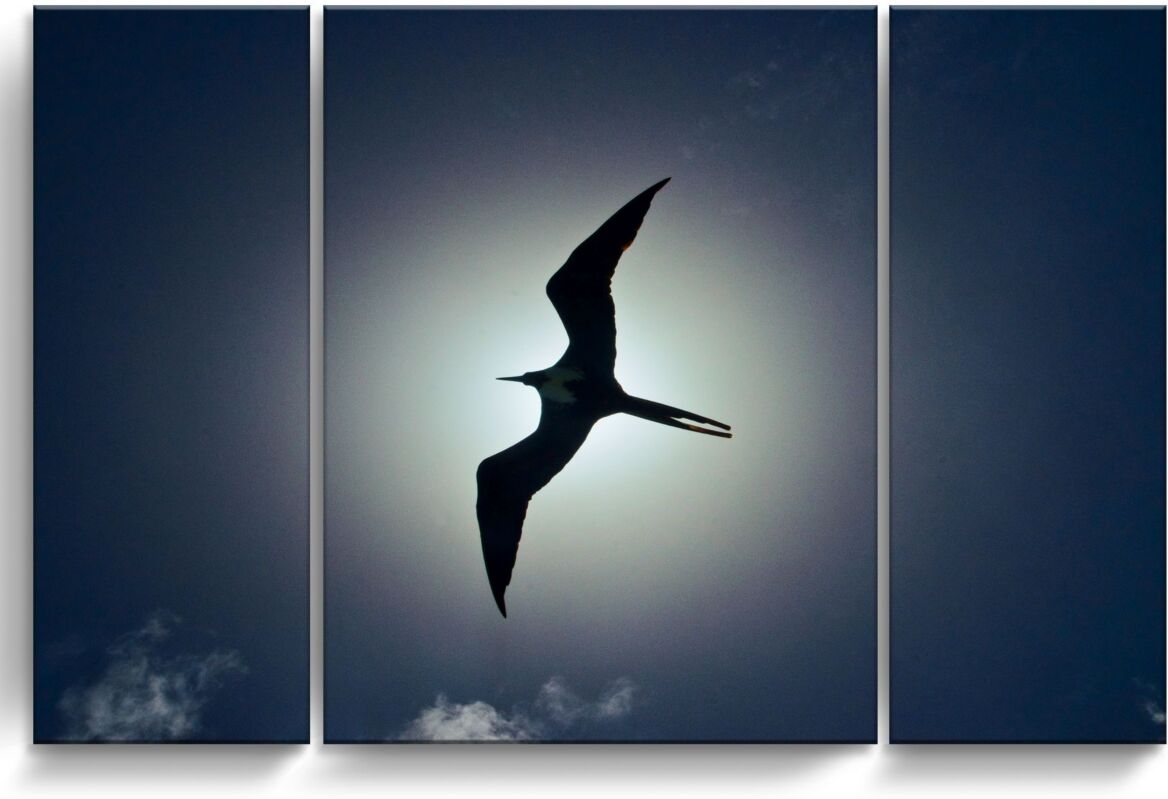 Ready2HangArt Frigatebird 3 Piece Wrapped Canvas Wildlife Wall Art Set, 32