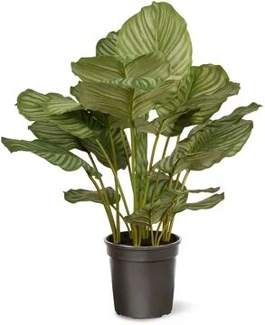 National Tree Company Artificial Calathea Plant, Green