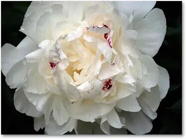 Trademark Fine Art Perfect Peony Canvas Wall Art by Kurt Shaffer, White, 14X19