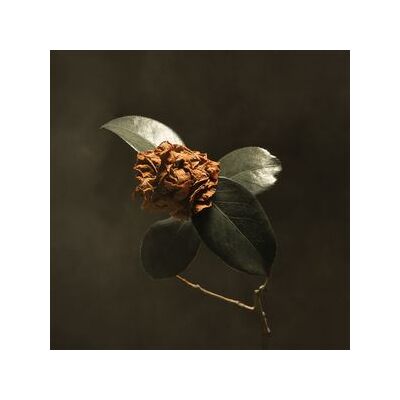 Young Sick Camellia Young Sick Camellia
