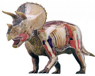 4D Master 4D Vision - Deluxe Triceratops Anatomy Model