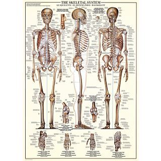 Eurographics The Skeletal System