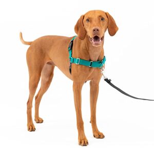 PetSafe Easy Walk No Pull Dog Harness, Medium, Teal