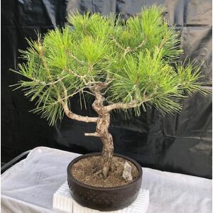 Bonsai Boy Japanese Black Pine Bonsai Tree<br>Art Shaped Curved Strunk With Tiered Branching<br><i>(pinus thunbergii 'mikawa')</i>