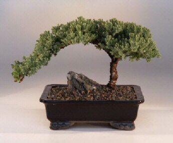 Bonsai Boy <b><font color = red>FREE SHIPPING ON THIS TREE</font></b><br>Juniper Bonsai Tree - Large<br><i>(Juniper Procumbens nana)</i>