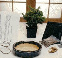Bonsai Boy Basic Starter Kit - Juniper Procumbens<br>Make Your Own Bonsai Tree