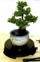 Bonsai Boy Bonsai Turntable<br>Indoor or Outdoor