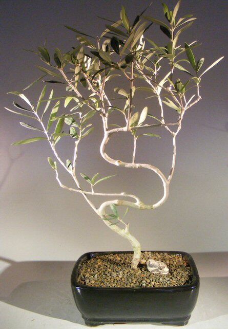 Bonsai Boy Flowering and Fruiting Arbequina Olive Bonsai Tree <br>S Shaped Trunk<br><i>(arbequina)</i>
