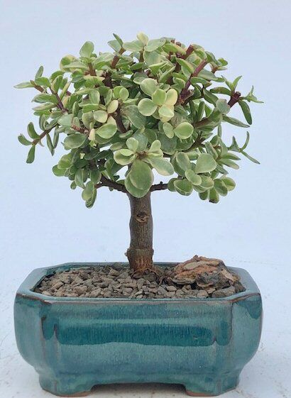 Bonsai Boy <b><font color = red>FREE SHIPPING ON THIS TREE</font></b><br> Baby Jade  Medium Bonsai Tree - Variegated<br><i>(portulacaria afra variegata)</i>