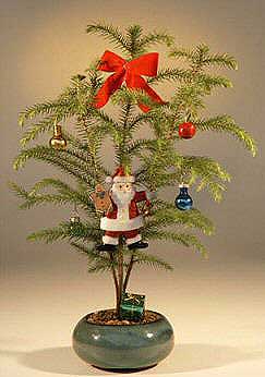 Bonsai Boy Norfolk Island Pine - With Decorations <br><i>(araucaria heterophila)</i><br>