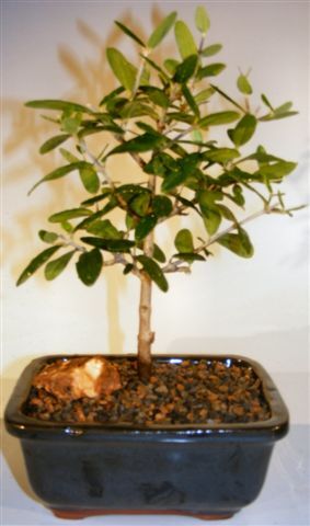 Bonsai Boy Flowering and Fruiting Arbequina Olive Bonsai Tree<br><i>(arbequina)</i>