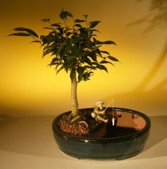 Bonsai Boy Ficus Oriental Bonsai Tree/Water Bonsai Pot <br><i>(ficus 'orientalis')</i>