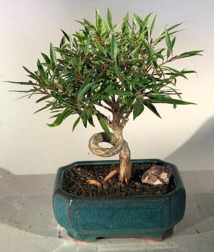 Bonsai Boy <b><font color = red>FREE SHIPPING ON THIS TREE </font></b><br>Willow Leaf Ficus Bonsai Tree - Medium <br>Coiled Trunk Style <br><i>(ficus nerifolia/salicafolia)</i>