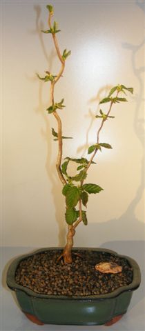 Bonsai Boy Walking Stick Bonsai Tree <br><i>(corylus avellana 'contorta')</i>