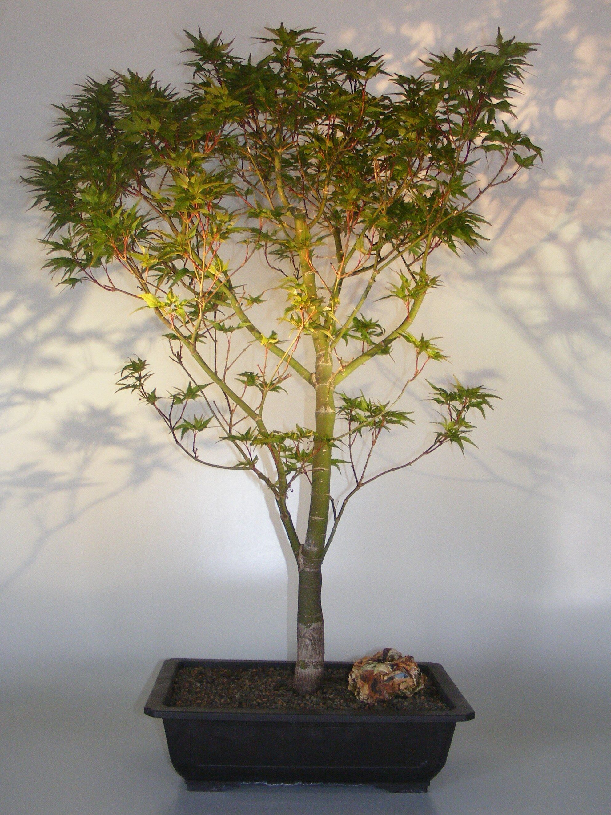 Bonsai Boy Dwarf Japanese Maple Bonsai Tree<br><i>(acer palmatum 'Taro yama')</i>