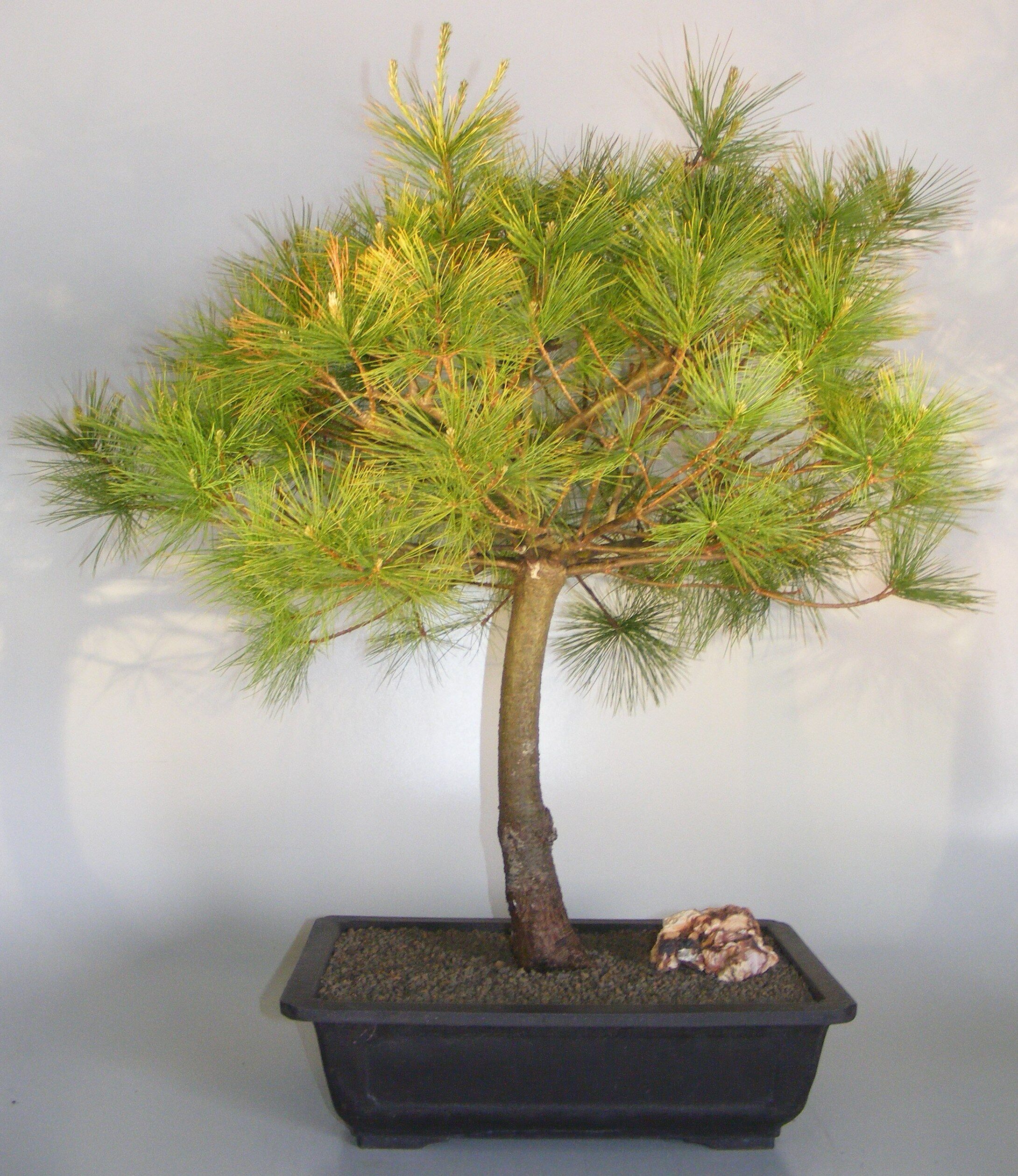 Bonsai Boy Japanese White Pine Bonsai Tree<br><i>(pinus parviflora)</i>