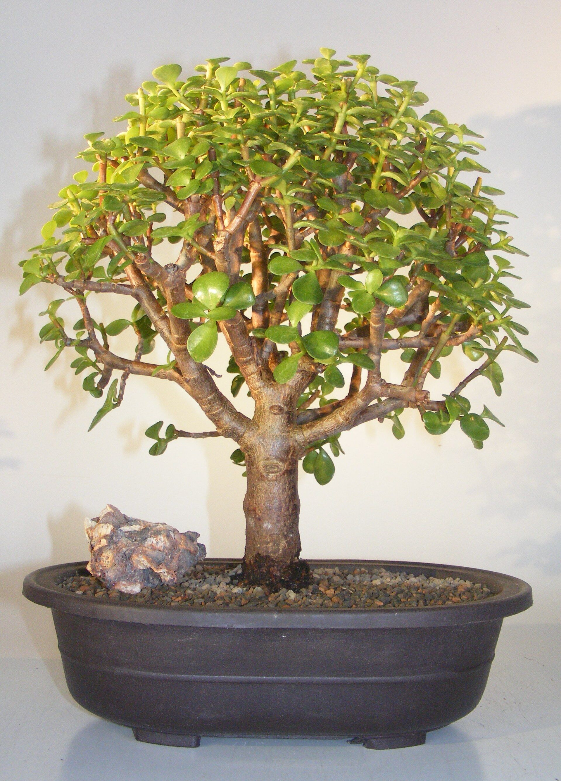 Bonsai Boy Baby Jade Bonsai Tree<br><i>(Portulacaria Afra)</i>