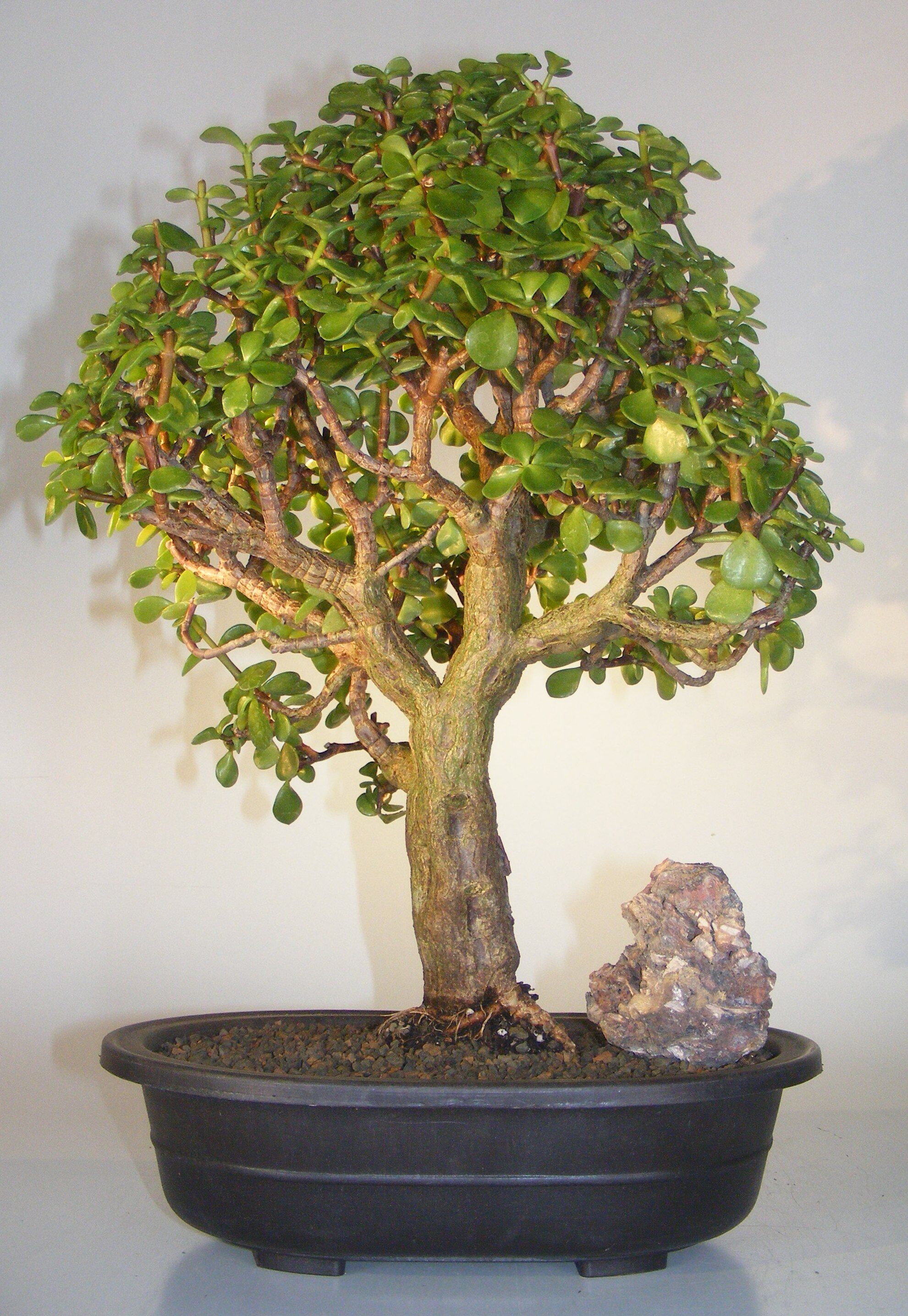 Bonsai Boy Baby Jade Bonsai Tree<br><i>(Portulacaria Afra)</i>