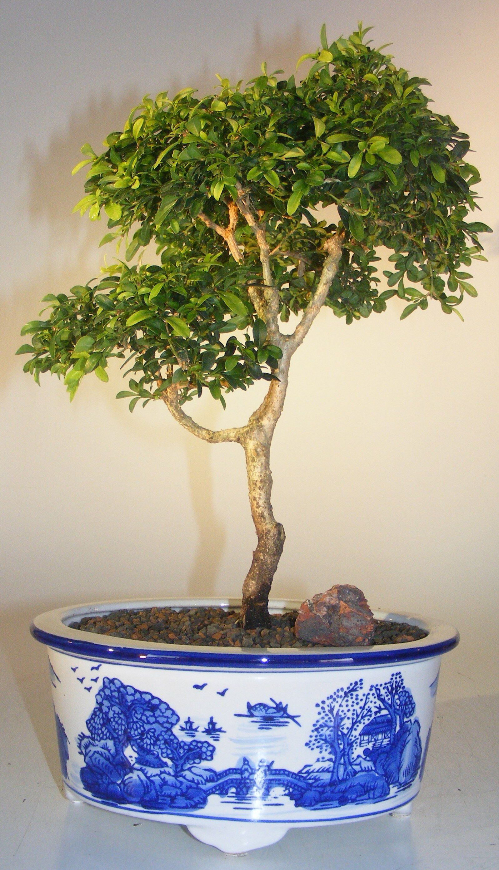 Bonsai Boy Japanese Kingsville Boxwood Bonsai Tree<br><i>(buxus microphylla compacta)</i>