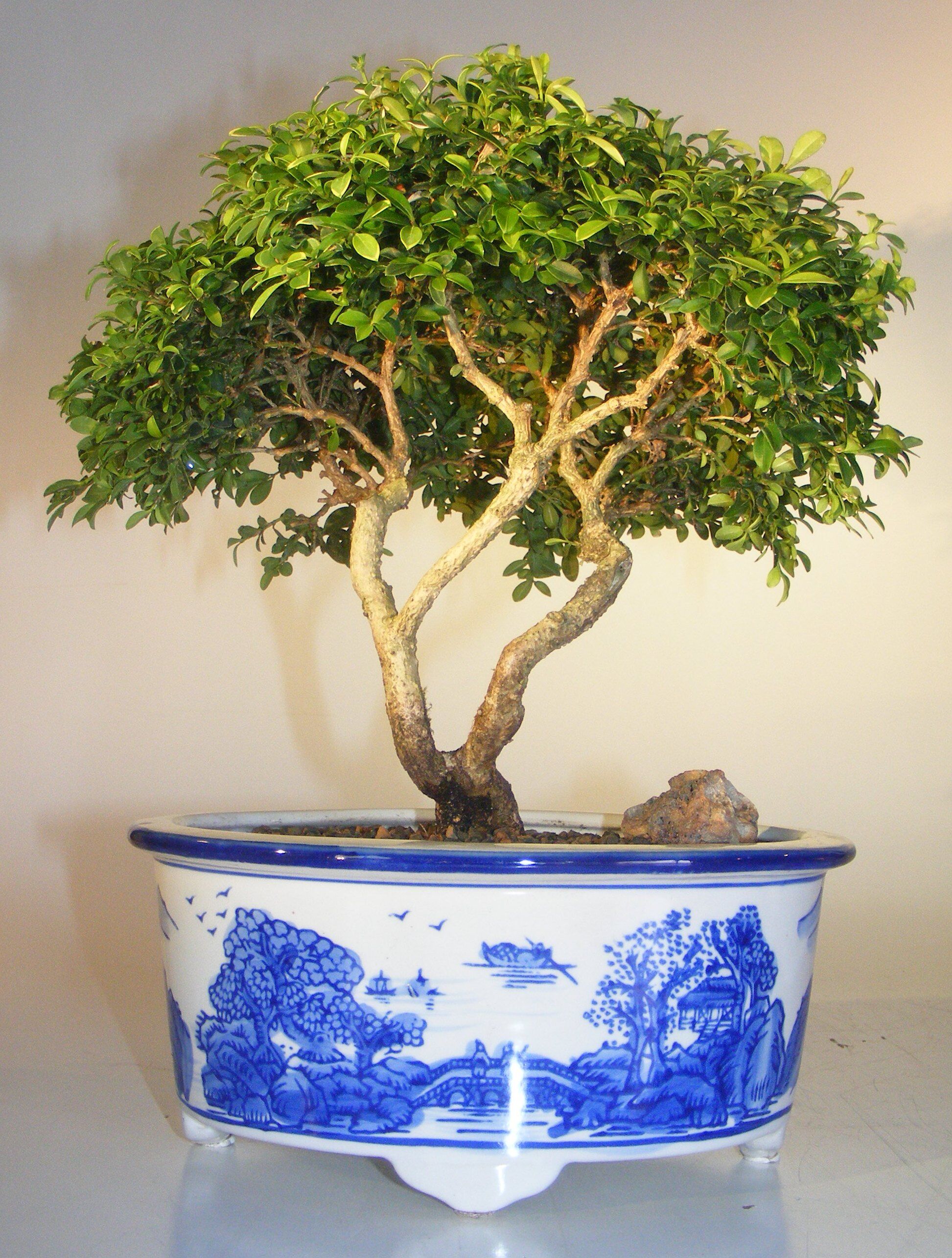 Bonsai Boy Japanese Kingsville Boxwood Bonsai Tree<br><i>(buxus microphylla compacta)</i>