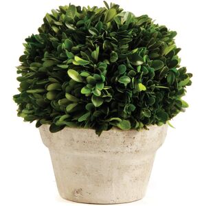 Napa Home & Garden Medium Boxwood Ball in Pot NoColor NoSize