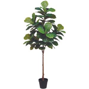 Creative Labs Displays Green Fiddle Leaf Fig Tree Green NoSize
