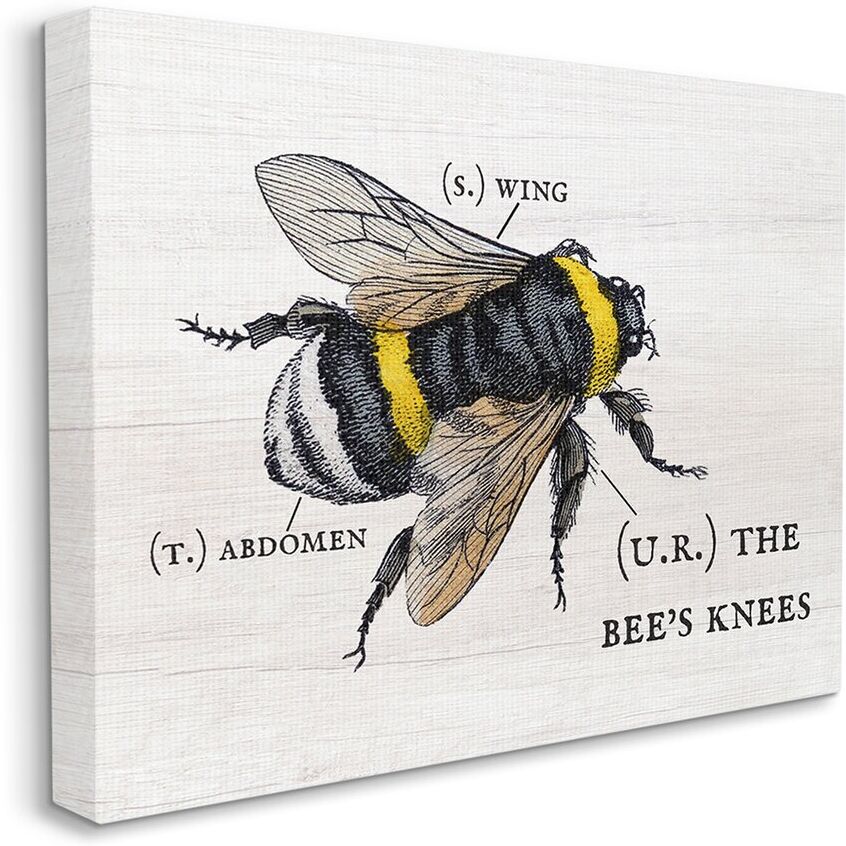 Stupell Industries Anatomy of Honey Bee Pun Charming Bee's Knees Stretched Canvas Wall Art by Daphne Polselli Off-White NoSize