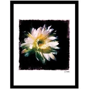 Fairchild Blossoms Floral Wall Art by Steven A. Heller NoColor 12" x 16"