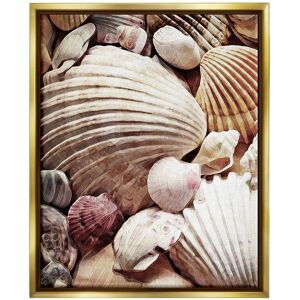 Stupell Various Nautical Clam Conch Shells Framed Floater Canvas Wall Art by Ashley Aldridge NoColor 25 x 31