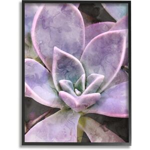Stupell Purple Succulent Close Up Framed Giclee Wall Art by Daphne Polselli NoColor 24 x 30