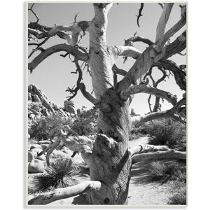 Stupell Desert Tree Photograohy by In House Art NoColor 13" x 1" x 19"