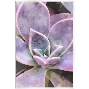 Stupell Purple Succulent Close Up Wall Plaque Wall Art by Daphne Polselli NoColor 13 x 19