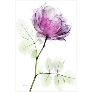 Empire Art Direct Empire Art Rose Dynasty 1 Wall Art NoColor 48 x 32in