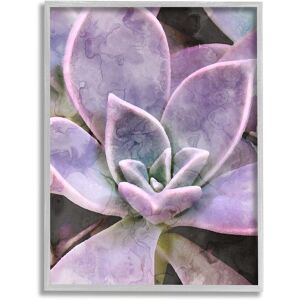 Stupell Purple Succulent Close Up Framed Giclee Wall Art by Daphne Polselli NoColor 24 x 30