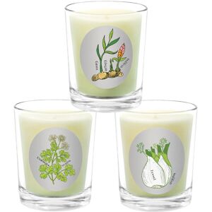 Qualitas Candles 3pc Candle Set - Fennel, Coriander, & Ginger Grass White NoSize