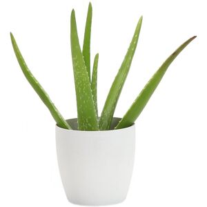 Thorsen's Greenhouse Aloe Vera in Small White Pot NoColor NoSize