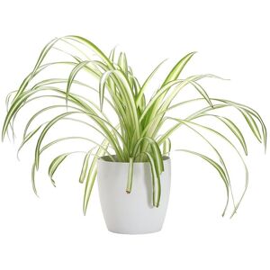 Thorsen's Greenhouse Spider in Small White Pot NoColor NoSize