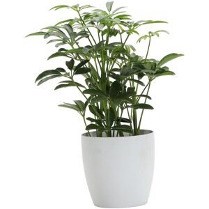 Thorsen's Greenhouse Arboricola in Small White Pot NoColor NoSize