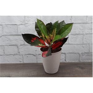 Thorsen's Greenhouse Petra Croton in Small White Pot NoColor NoSize