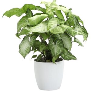 Thorsen's Greenhouse White Butterfly in Small White Pot NoColor NoSize