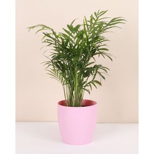Thorsen's Greenhouse Live Parlor Palm Plant in Classic Pot Pink NoSize