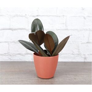 Thorsen's Greenhouse Live Burgundy Rubber Plant, Terra Cotta Biodegradable Pot Red NoSize