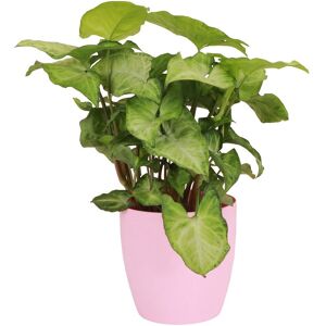 Thorsen's Greenhouse Live White Butterfly Plant in Classic Pot Pink NoSize