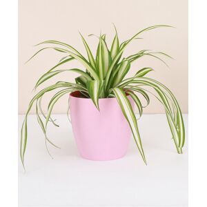 Thorsen's Greenhouse Live Spider Plant in Classic Pot Pink NoSize