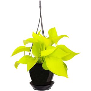 Thorsen's Greenhouse Live Neon Pothos Plant in Hanging Pot Black NoSize