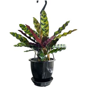 Thorsen's Greenhouse Live Rattlesnake Calathea in Hanging Pot Black NoSize