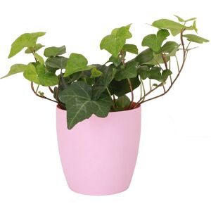 Thorsen's Greenhouse Live Green English Ivy Plant in Classic Pot Pink NoSize