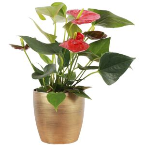 Thorsen's Greenhouse Live Anthurium Plant In Gold Holiday Pot Gold NoSize